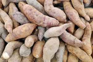 Uzgoj batata u Srbiji - dobra priprema zemljišta, zalivanje po potrebi i bez pesticida