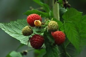 Objavljen Javni poziv za zasnivanje 10 zasada maline sa sistemom za navodnjavanje