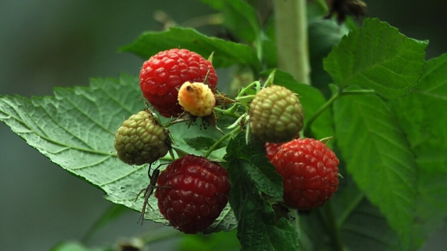 Objavljen Javni poziv za zasnivanje 10 zasada maline sa sistemom za navodnjavanje