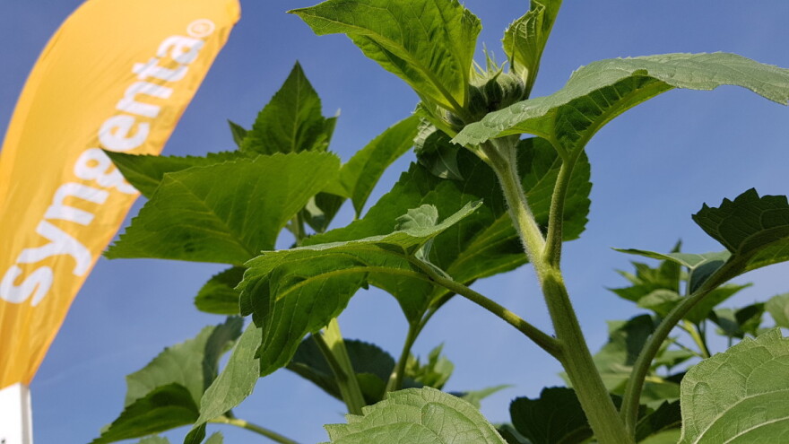 Syngenta: Kako prepoznati original pakovanje seme suncokreta