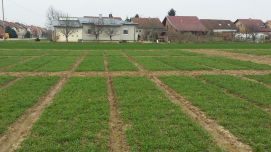 Vrijeme je za drugu prihranu Hyvido ječma