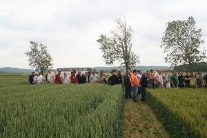 Syngenta tradicionalno održala Centralni dan polja 2013.