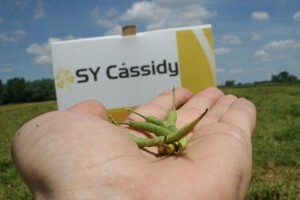 Syngenta Centralni dan polja