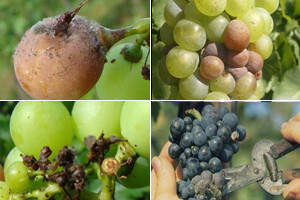 Zaštita vinove loze od sive plijesni grožđa