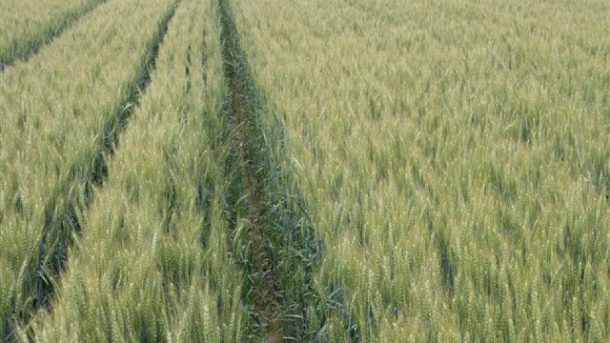 Državnu zemlju dobit će velike ribe, a njih će pojesti europske