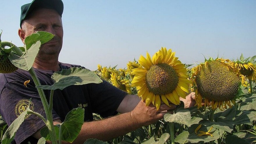 Syngenta "express" hibridi suncokreta za šampionski prinos