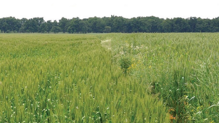 AXIAL® 50 EC - najbolje rešenje za suzbijanje travnih korova u strnim žitima