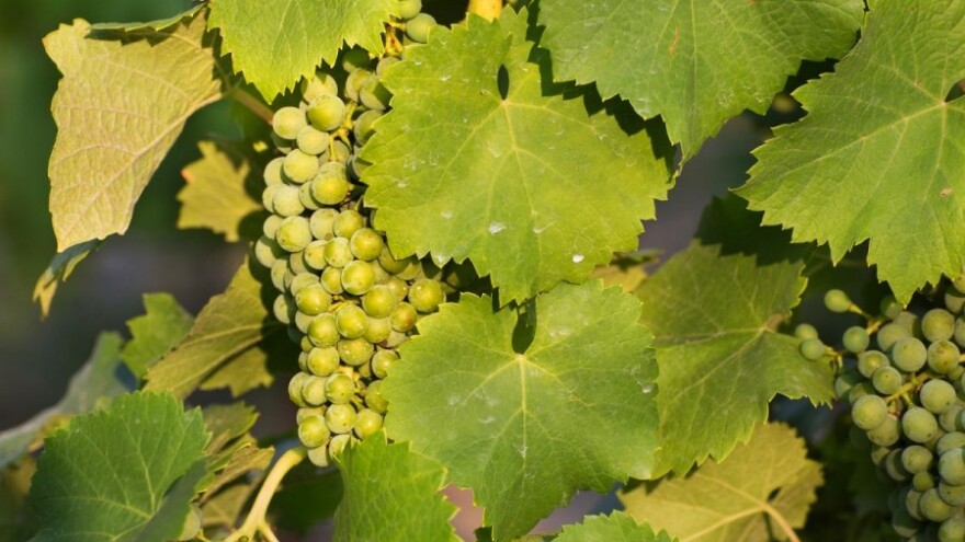 Najsigurnija zaštita vinograda od plamenjače!