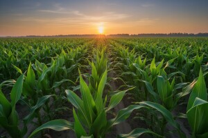 “Syngenta” očekuje rast prodaje u 2017.