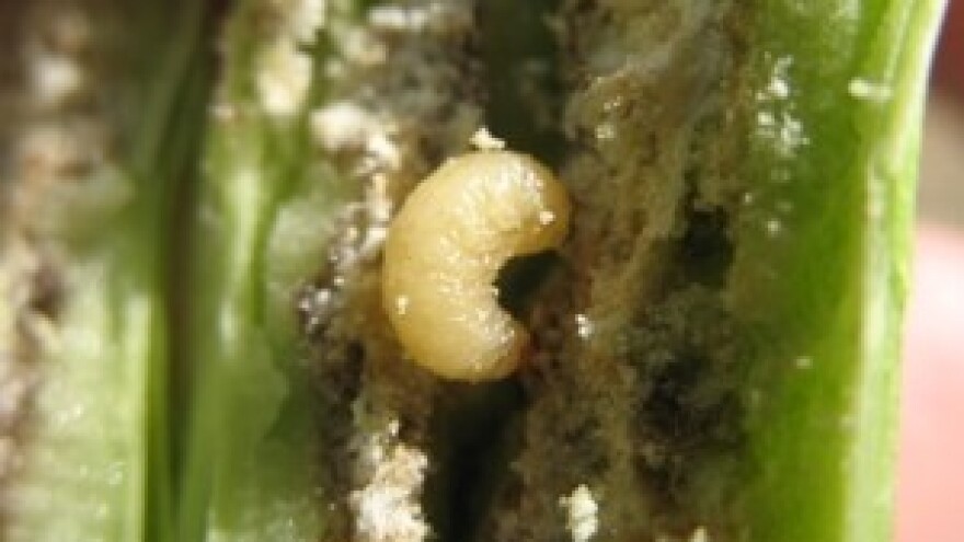 Važna obavijest proizvođačima uljane repice