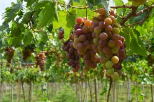 Spriječite pojavu botritisa u vinogradima!