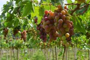 Spriječite pojavu botritisa u vinogradima!