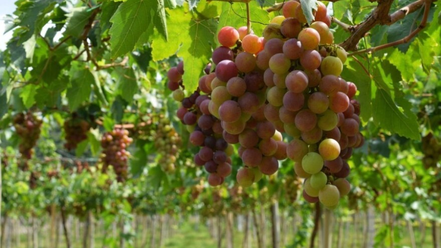 Spriječite pojavu botritisa u vinogradima!