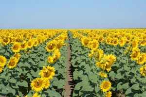 Syngenta: Rekorderi proizvodnje suncokreta
