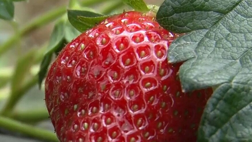 Siva trulež: Zaštita zasada i plodova  - problem od nicanja do skladišta