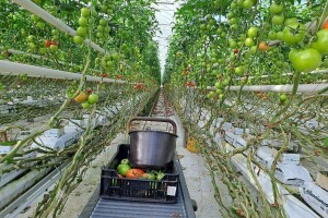 Gotovo 149 GWh električne energije potrošeno je 2023. u hrvatskoj poljoprivredi