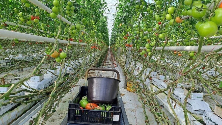 Gotovo 149 GWh električne energije potrošeno je 2023. u hrvatskoj poljoprivredi