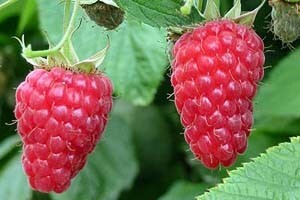 Tayberry - malina ili kupina?