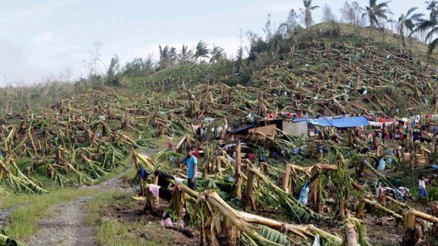Tajfun Dujuan uništio plantaže banana!