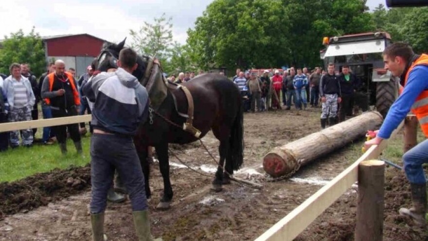 Konji vraćaju staru slavu