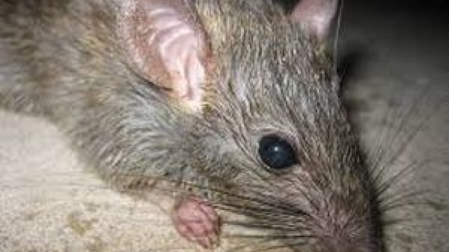 Zaštitite oranice od poljskih glodavaca