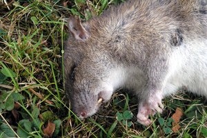Obavijest o suzbijanju glodavaca
