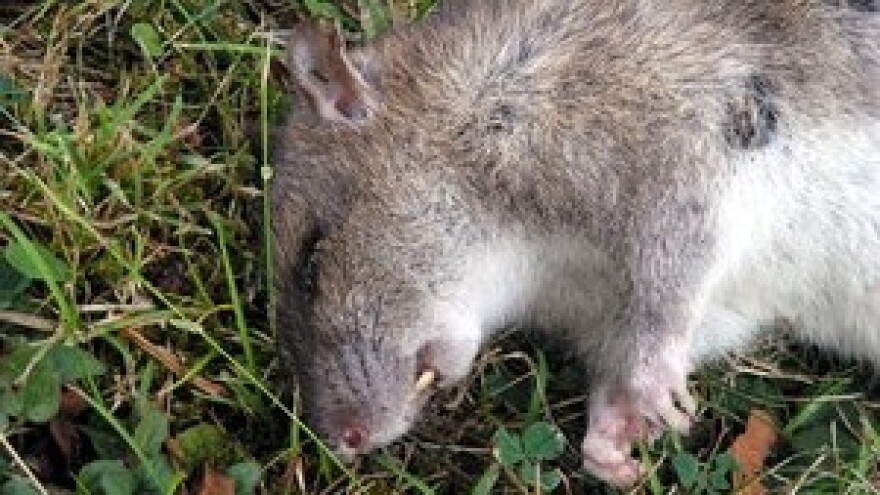 Obavijest o suzbijanju glodavaca