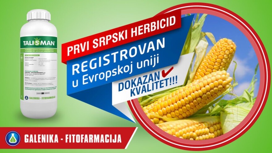 Suzbijanje korova u kukuruzu nakon nicanja