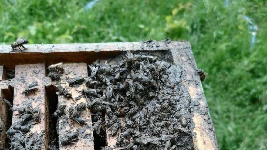 Poplava odnela košnice u požeškim selima: Šteta oko 12.000 evra