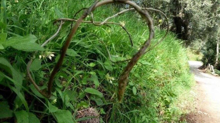 Kuke - delicija koju sami možete naći