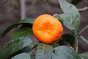 Analiza i smjernice proizvodnje mandarina u dolini Neretve