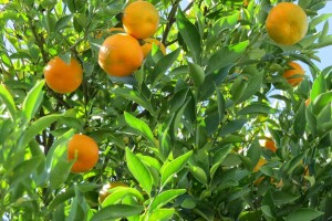 Proizvođači mandarina zbog izvoza traže da inspekcija radi 24 sata dnevno, 7 dana u tjednu