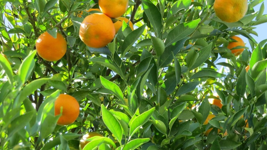 Proizvođači mandarina zbog izvoza traže da inspekcija radi 24 sata dnevno, 7 dana u tjednu