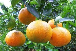 Zahuktala berba mandarina u dolini Neretve