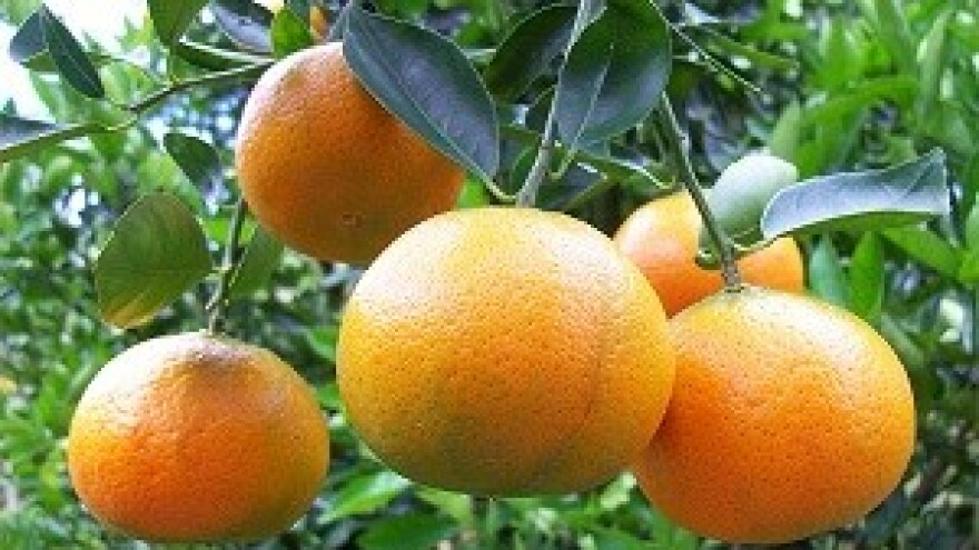 Zahuktala berba mandarina u dolini Neretve
