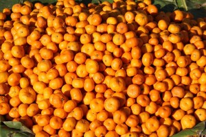 Turske mandarine vraćene zbog opasne štetočine - mediteranske voćne muhe