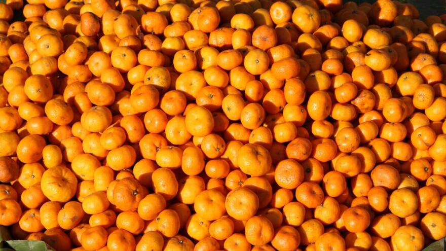 Turske mandarine vraćene zbog opasne štetočine - mediteranske voćne muhe