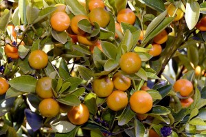 Proizvođači mandarina, podnesite na vrijeme zahtjev za potporu!