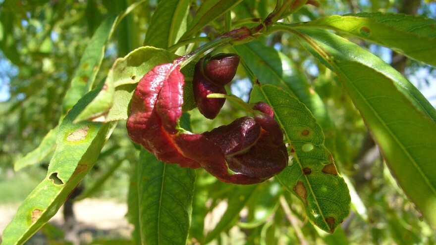 Simptomi i suzbijanje kovrdžavosti lista breskve