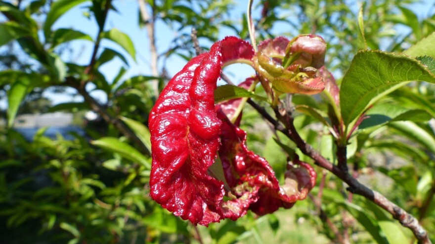 Kovrčavost lišća: Ključan trenutak za zaštitu breskve i nektarine