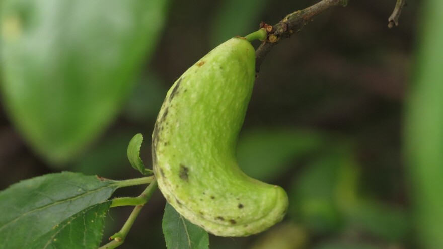 Na koji način suzbiti rogača šljive?