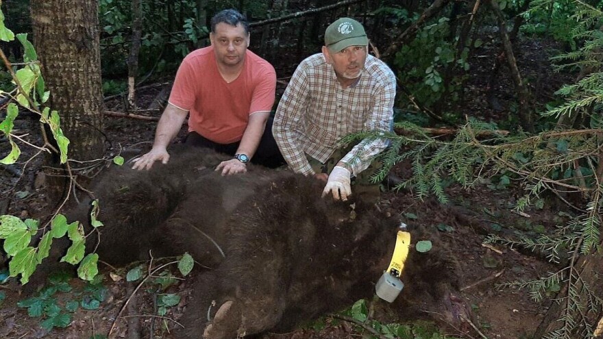Čipovan najstariji medved na Tari: Miša ima više od 15 godina