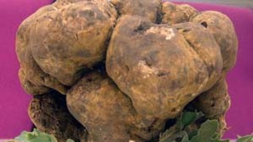 Centar svijeta tartufa