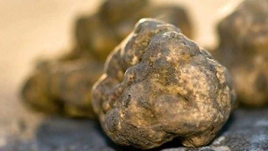 Livade imaju najveći tartuf i najduži sajam