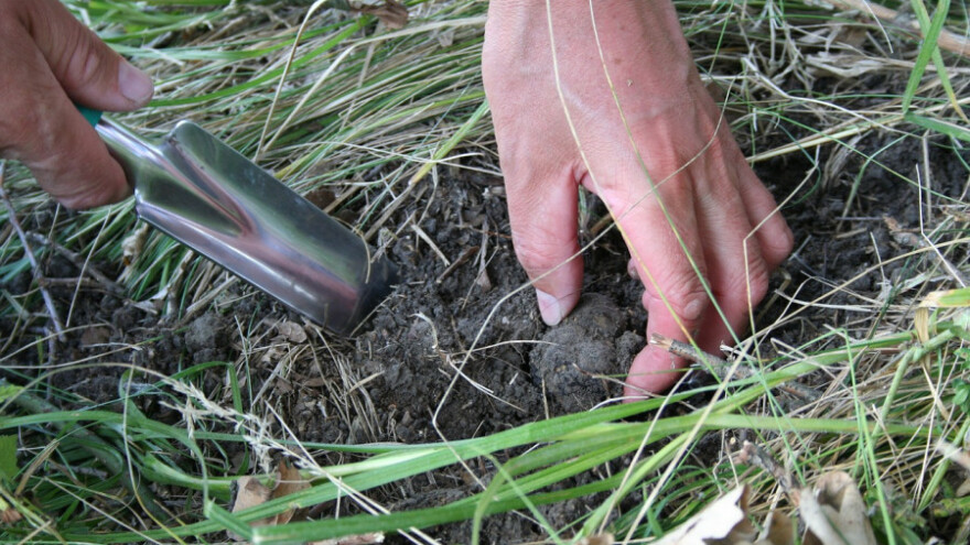 Ašif Prnjavorac pronašao 11 tartufa i odmah ih prodao