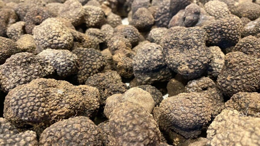 Organizovano i prvo polaganje ispita za zvanje "Tartufar"