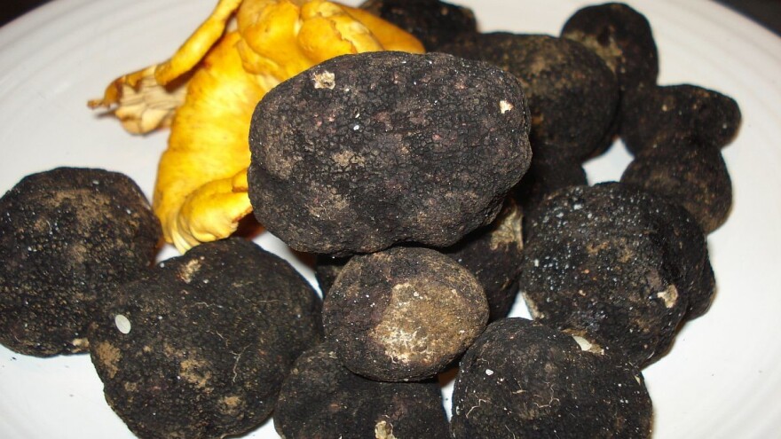 Zasavica: Sezona lova na tartufe do kraja jeseni