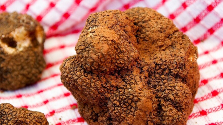 Čeda Zobenica: Tartufi i rakija mu pomogli da se izliječi od raka?