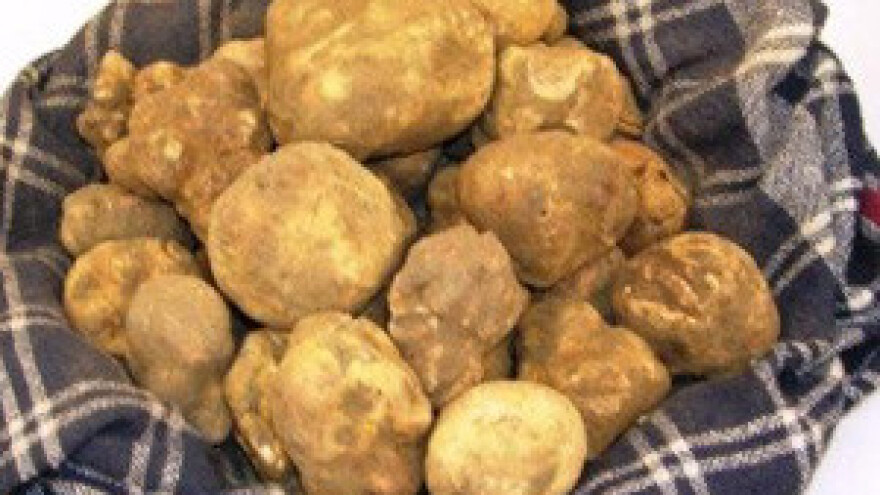 Dane tartufa otvara predsjednik Josipović