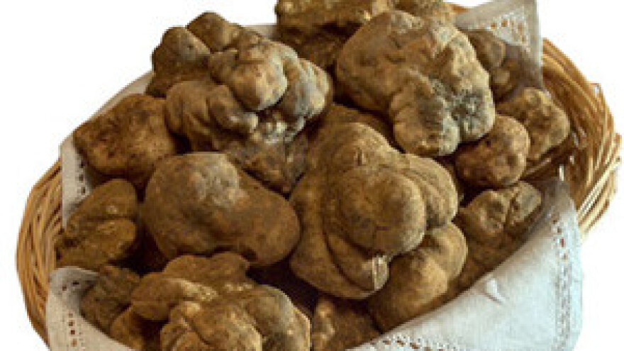 Zašto su tartufi neodoljivi?